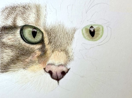 cat nose drawing