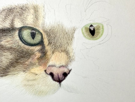 Beautiful Color Pencil Cat Face Drawing