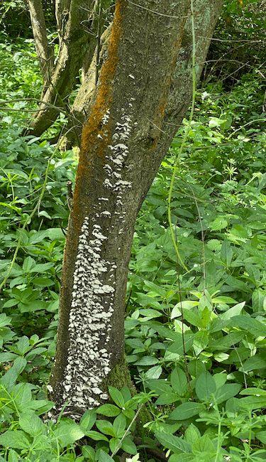 Jungle tree bark in the shape of a square on Craiyon