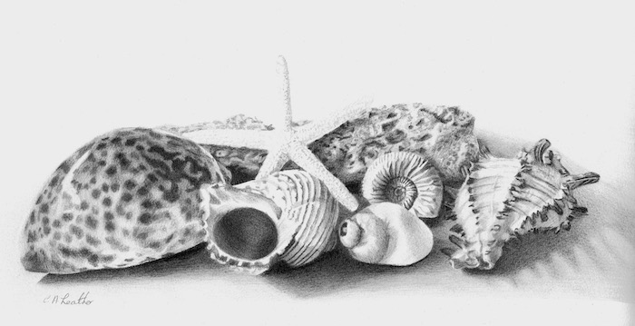 pencil drawings of shells