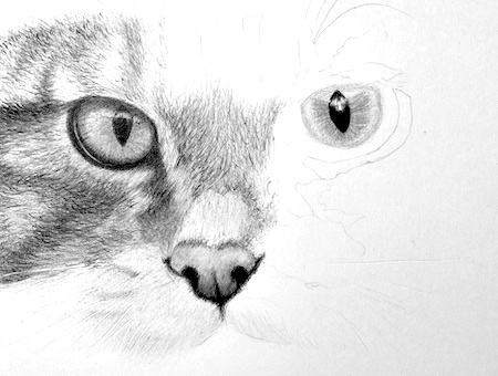 Buy CAT AND BASKET Original Color Pencil Drawing Portrait Size 11.75 X 8.25  Mount matte Size 14 X 11 Signed Cat Art Online in India - Etsy